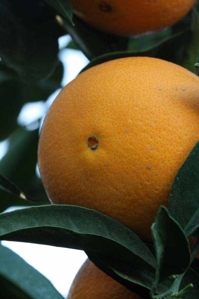              Fruit (Riverside, CA)       